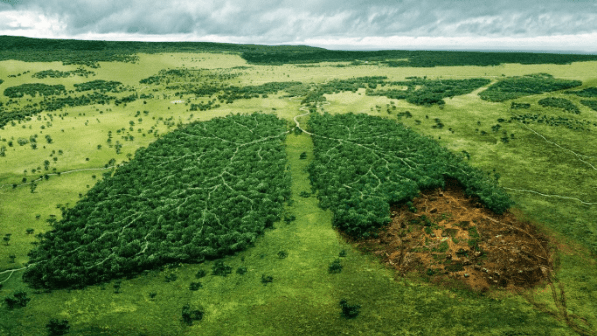  tàn phá rừng 