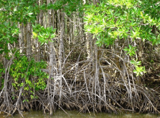 Bộ rễ đặc biệt của cây cối sống ở khu vực ngập mặn