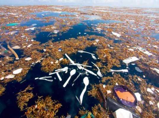   Rác thải nhựa đang dần hủy hoại các sinh vật ở đại dương