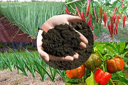 Nguồn phân hữu cơ từ rác thải giúp nông dân xã Nghĩa Trung tăng năng suất cây trồng. 